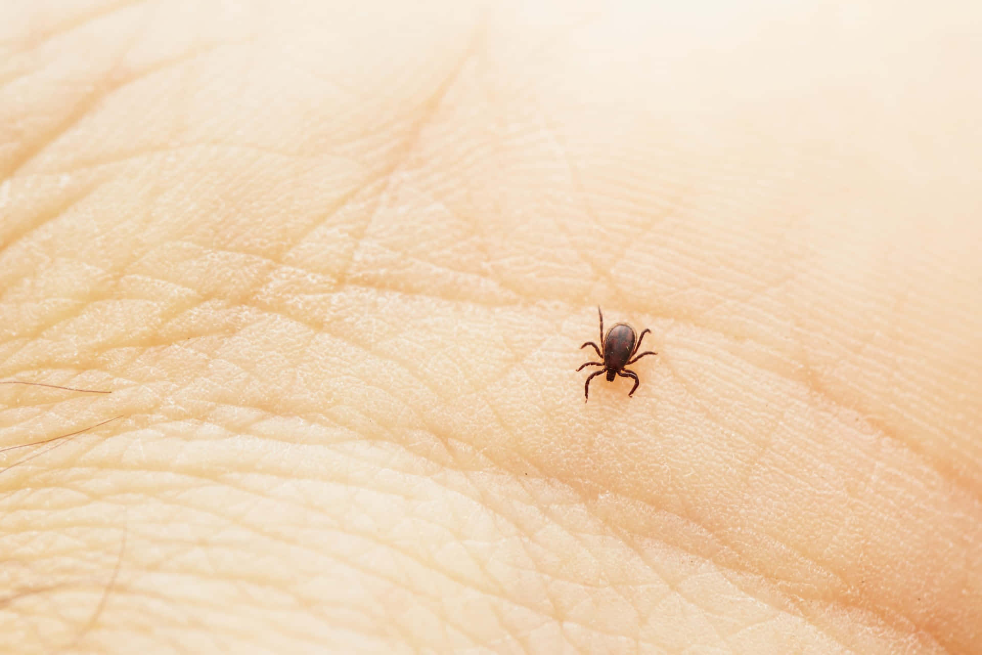 Black Tick On Palm Pictures