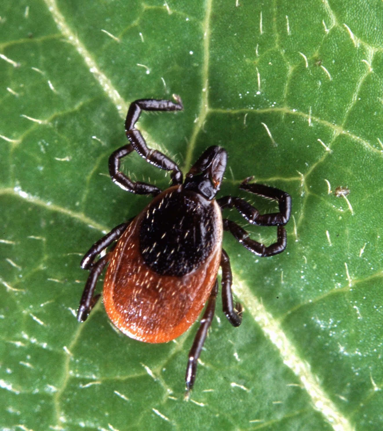 Tick In Leaf Close Up Pictures