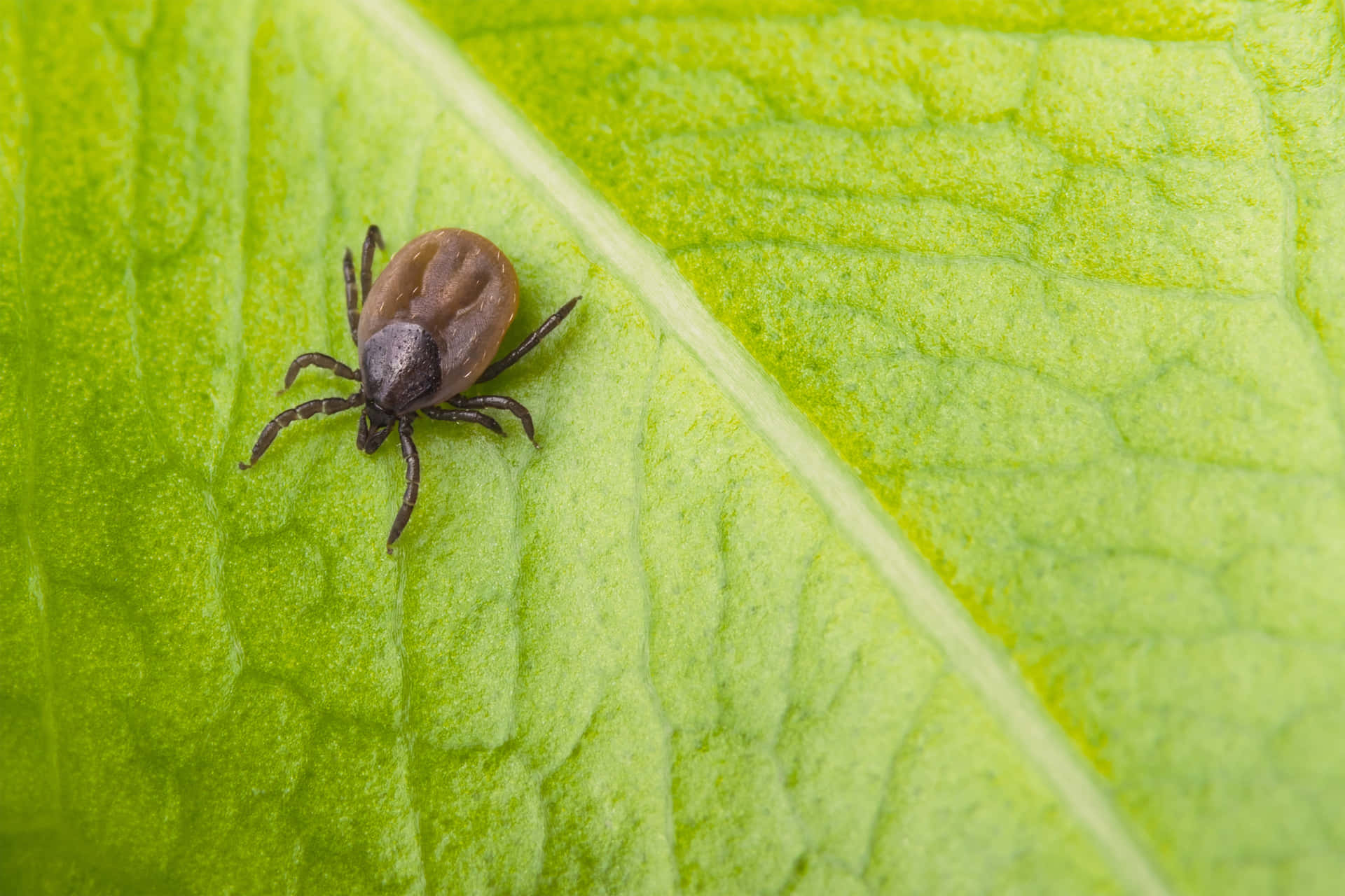 Download Tick On Light Green Leaf Pictures | Wallpapers.com
