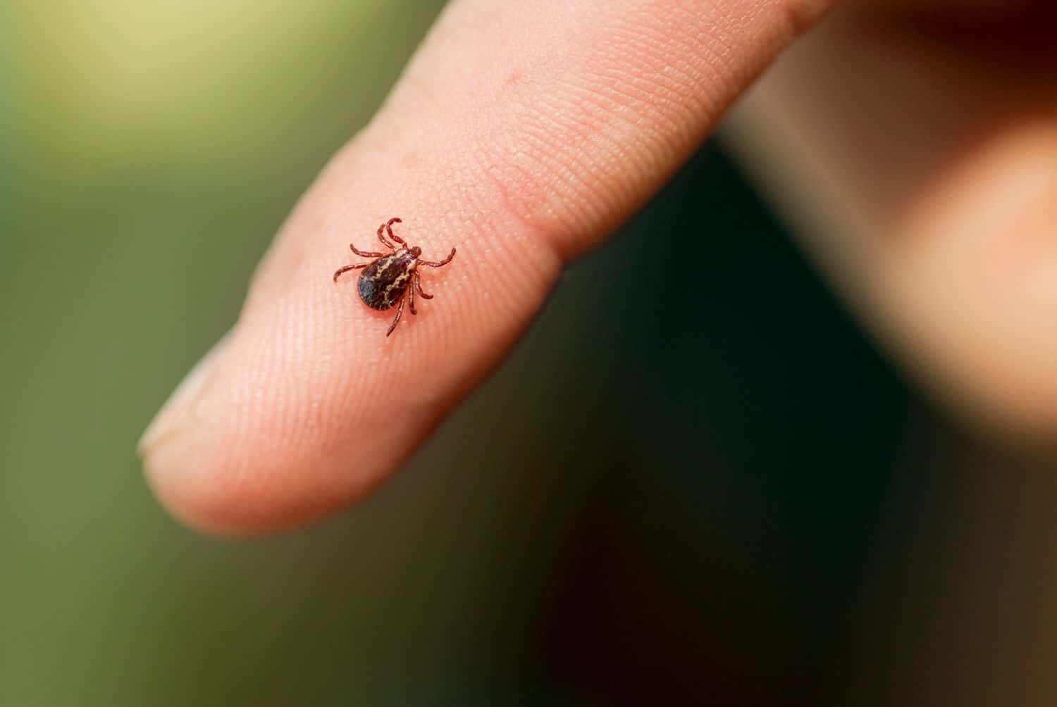 A high-resolution image of a tick up-close