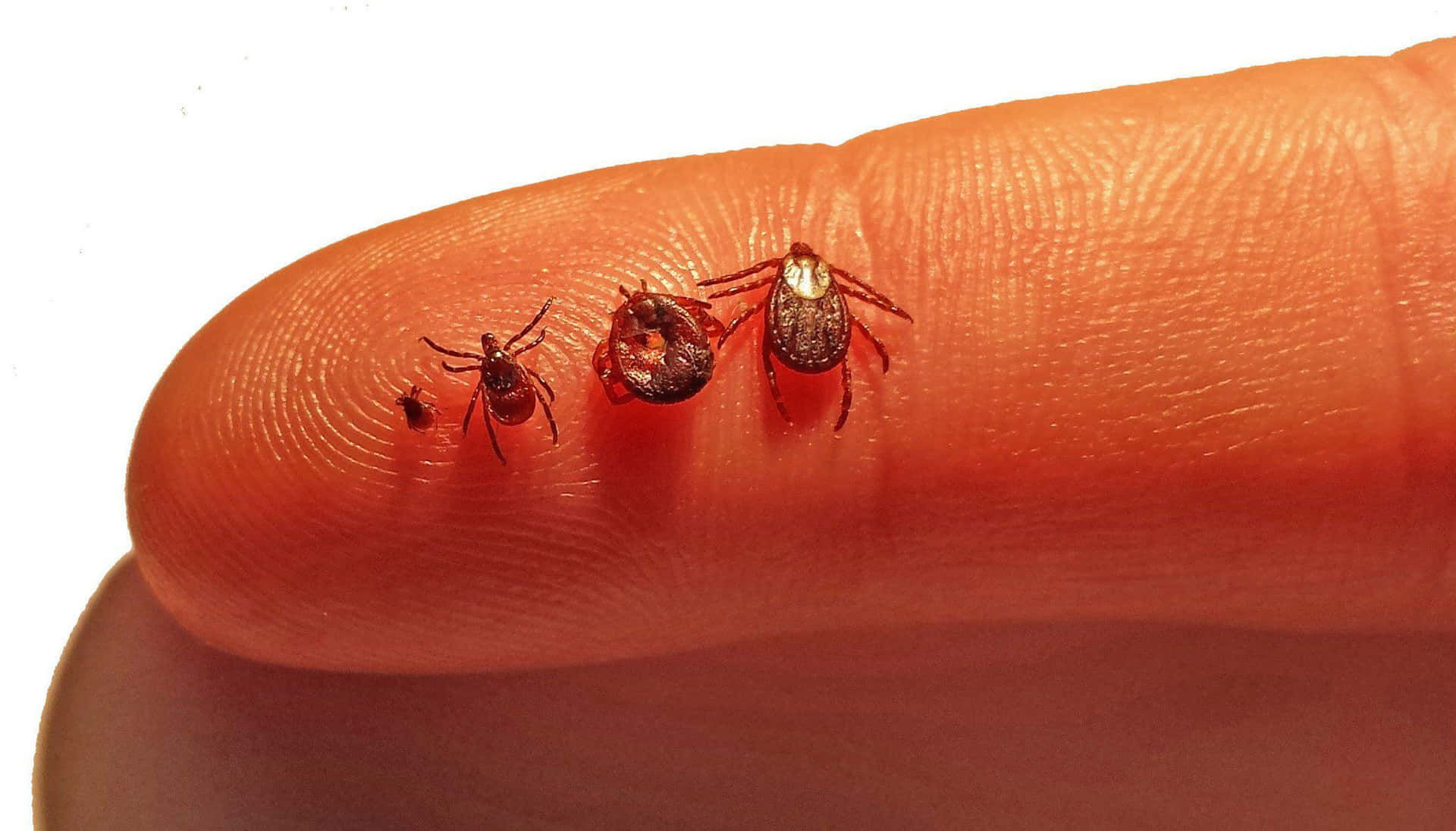 Different Sizes Of Tick On Finger Pictures