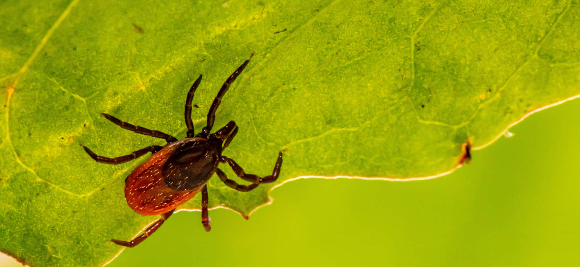 Tick Crawling In Leaf Pictures