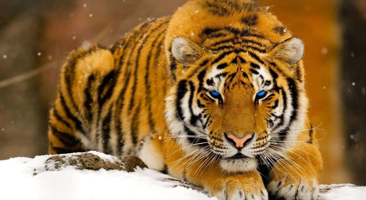 Caption: Majestic Tiger in its Natural Habitat