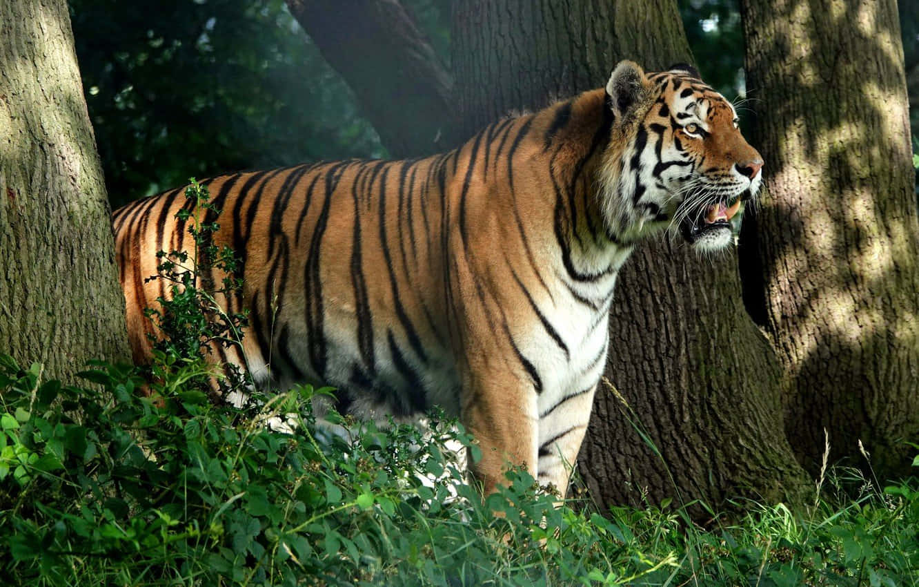 Majestic Tiger Prowling in the Wild