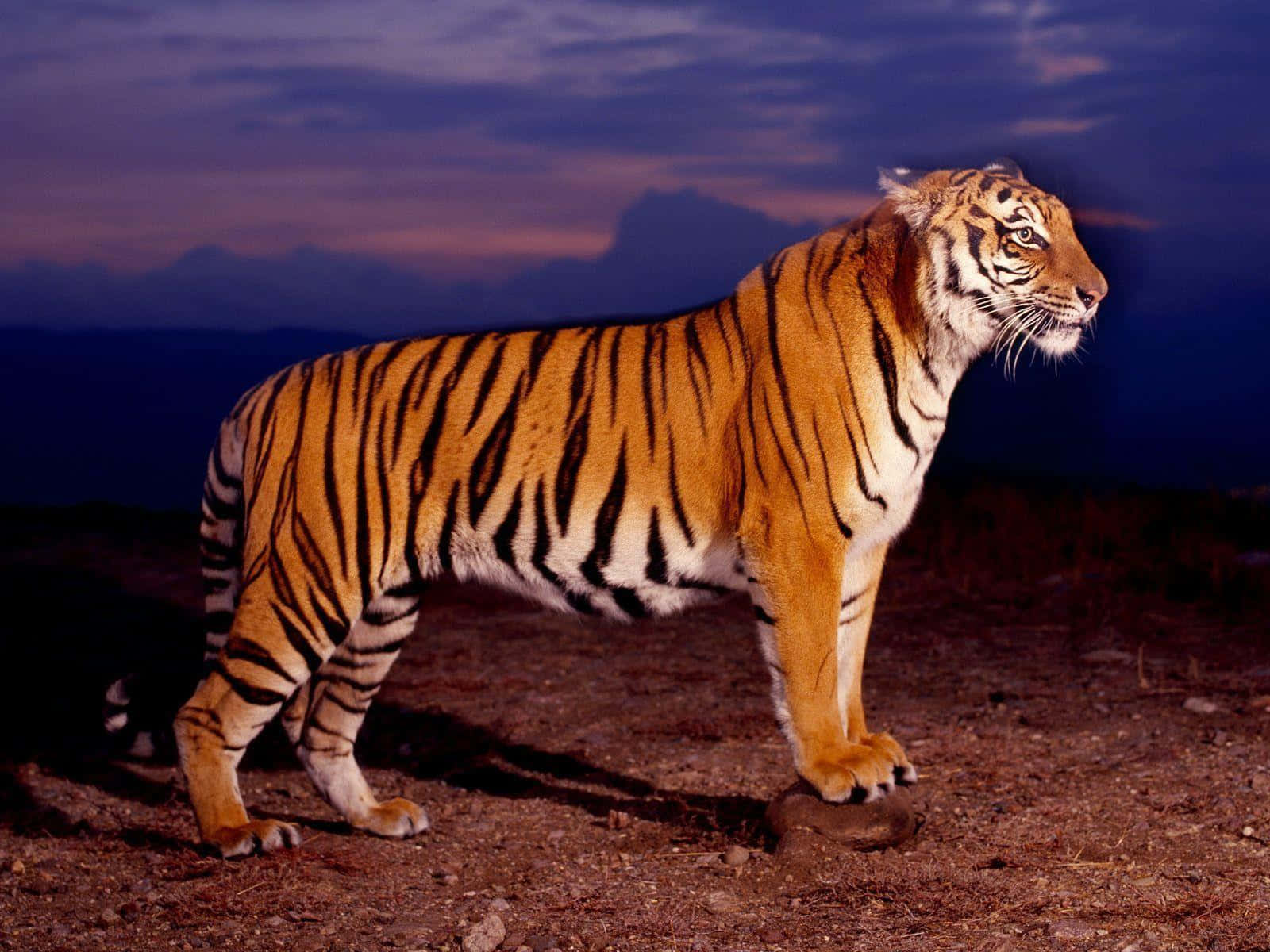 Tigrar1600 X 1200 Bakgrund