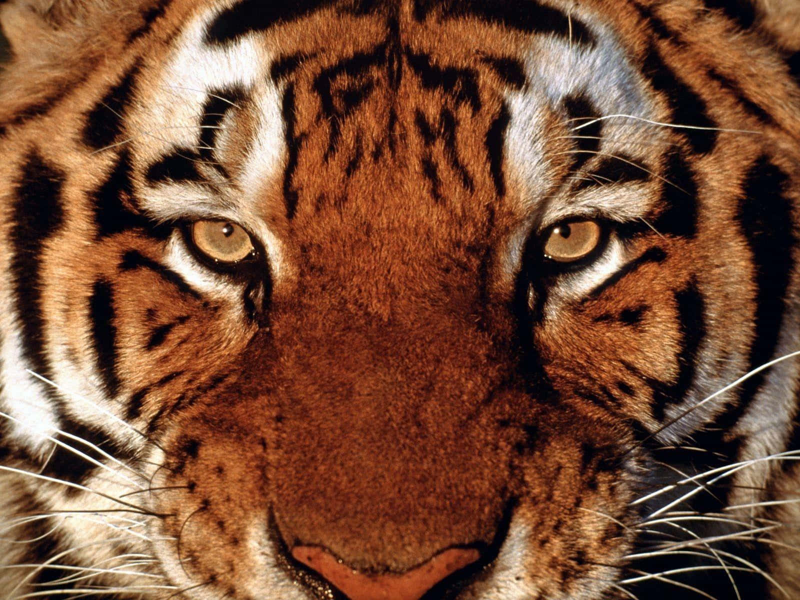 Tigerhintergrund 1600 X 1200
