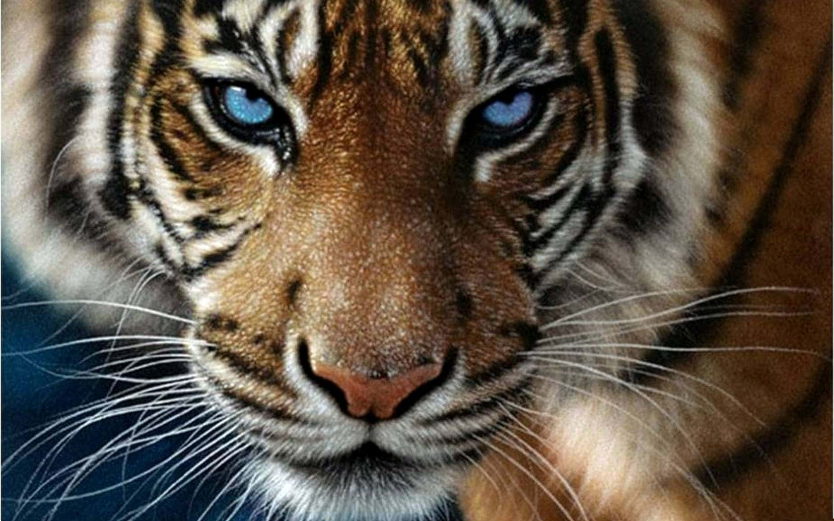 Tiger face HD wallpapers free download | Wallpaperbetter