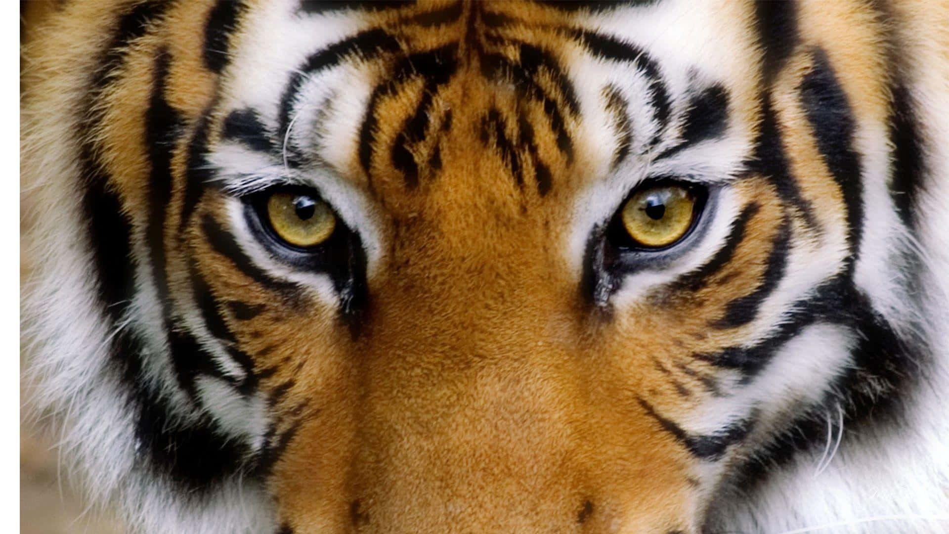 Fondode Pantalla: Tigre Majestuoso En La Naturaleza