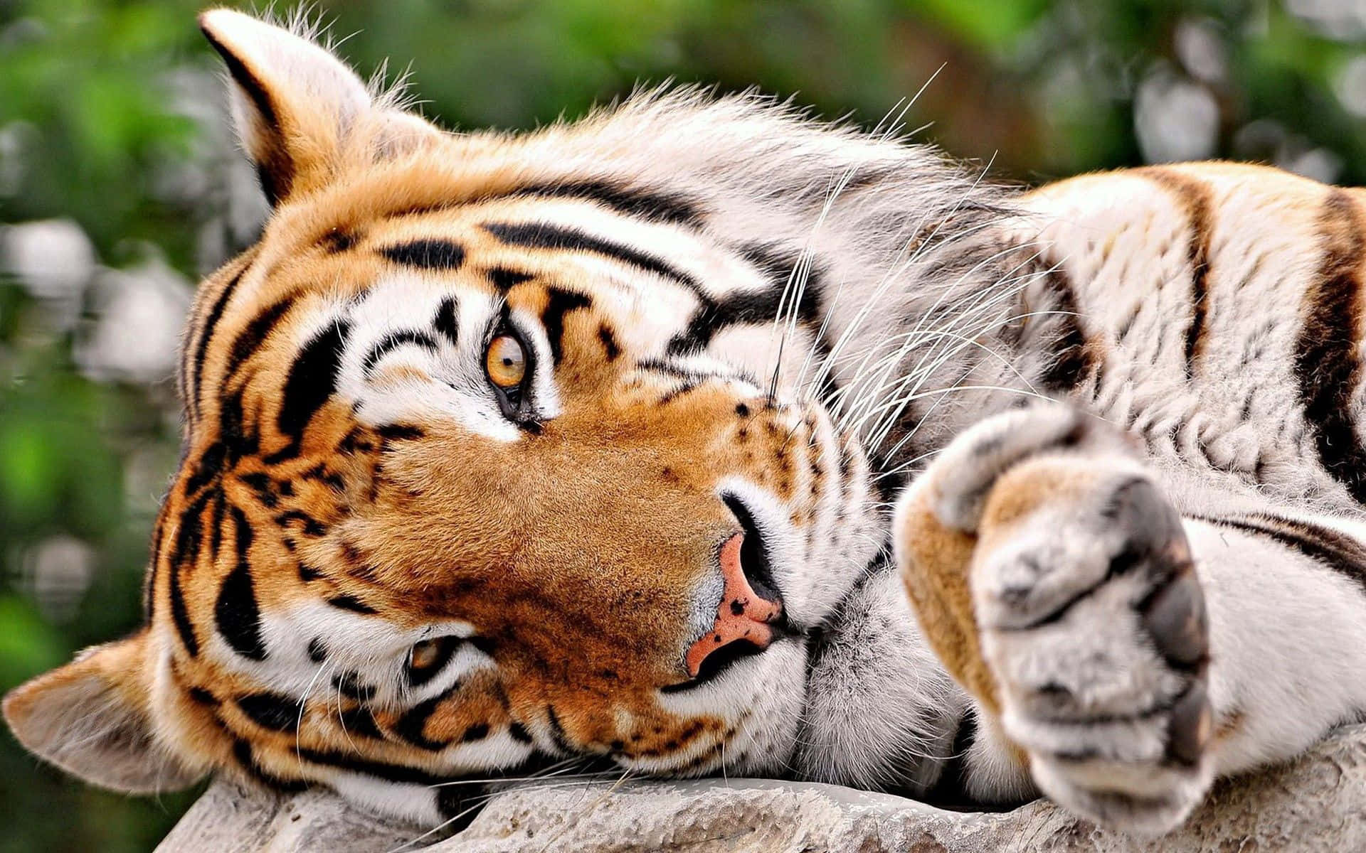 Tiger1920 X 1200 Hintergrund.
