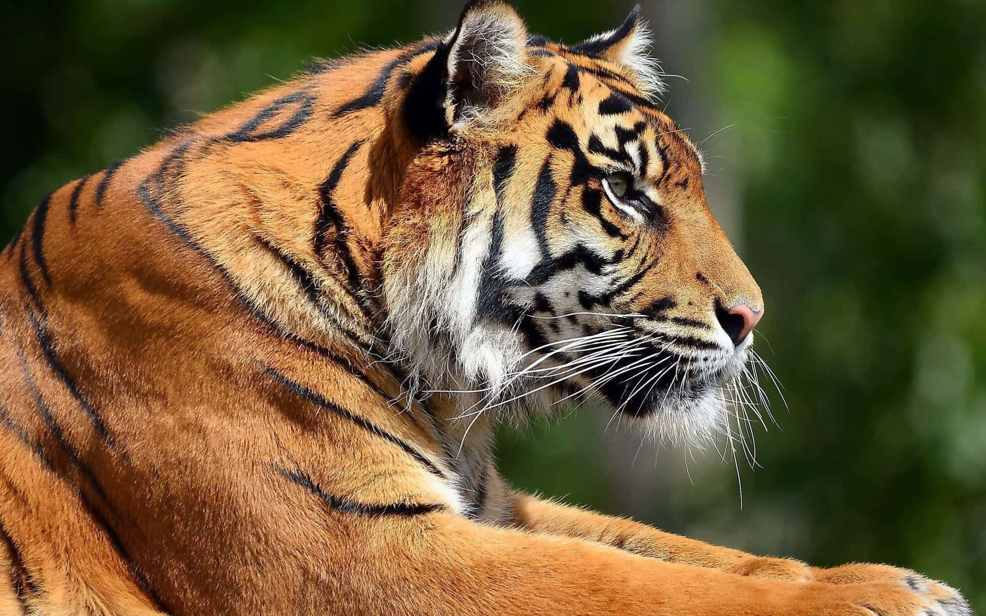 Tiger1920 X 1200 Hintergrund