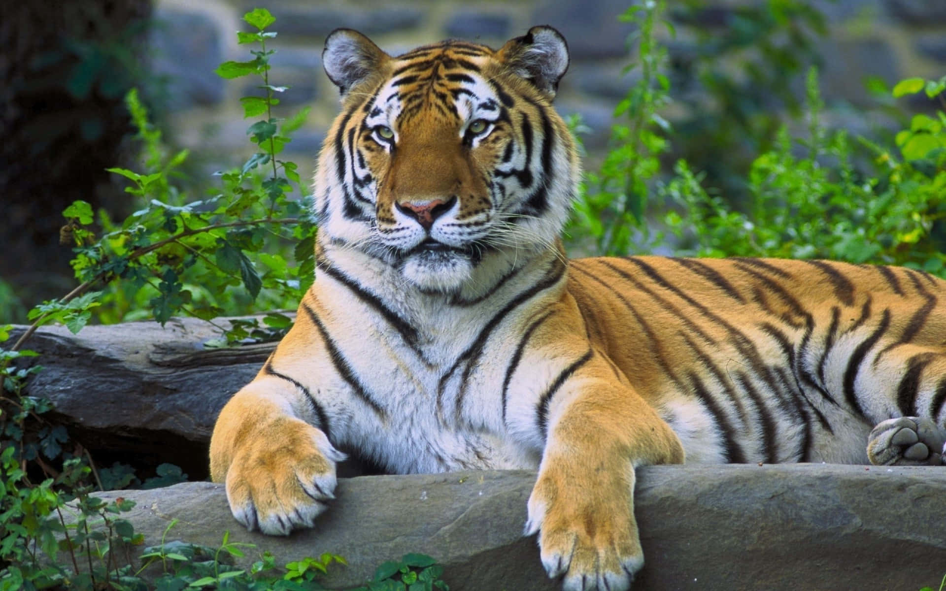 Tiger1920 X 1200 Hintergrund