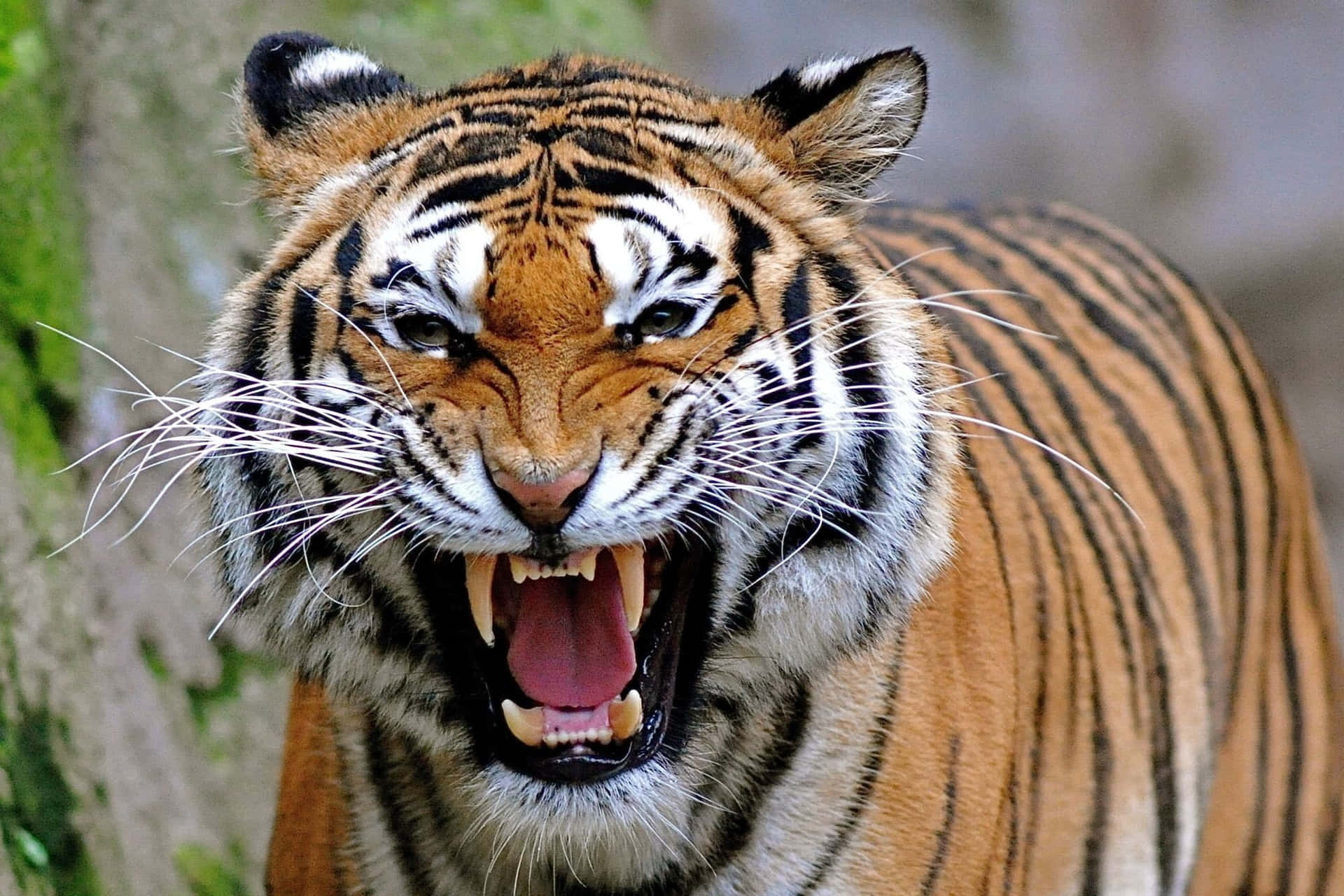 Tiger2000 X 1333 Hintergrundbild