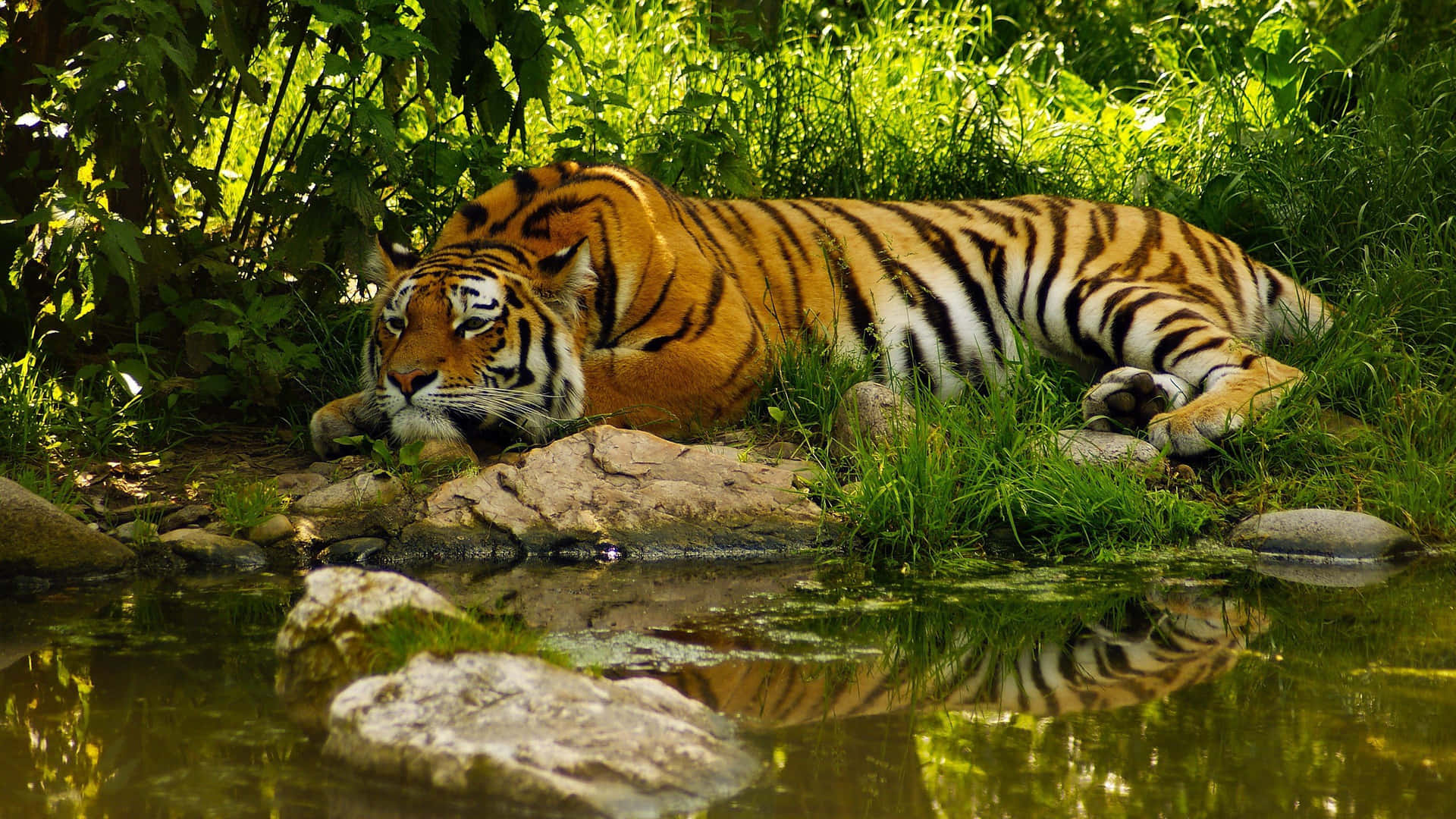 Miradacautivadora De Un Tigre En La Naturaleza