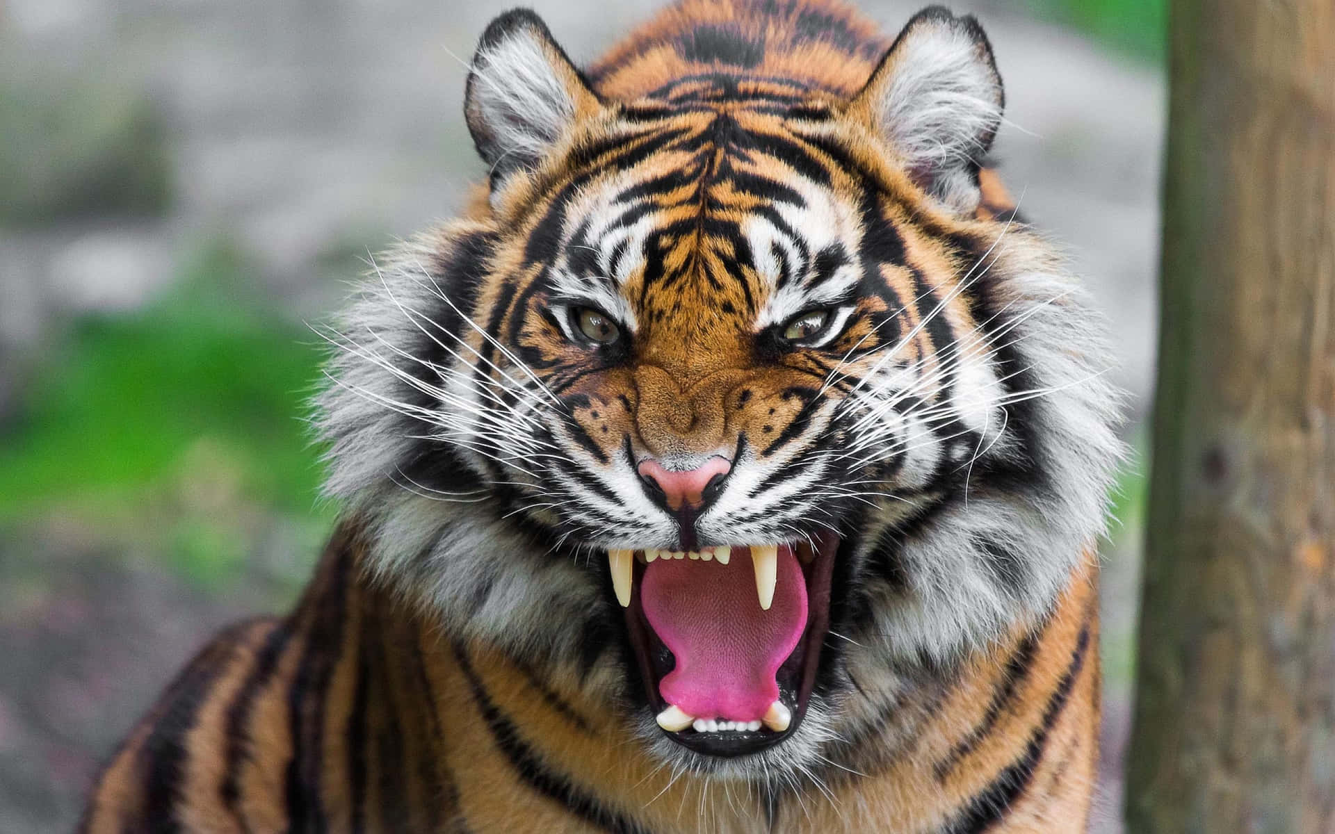 Majestic Tiger Roaming the Jungle