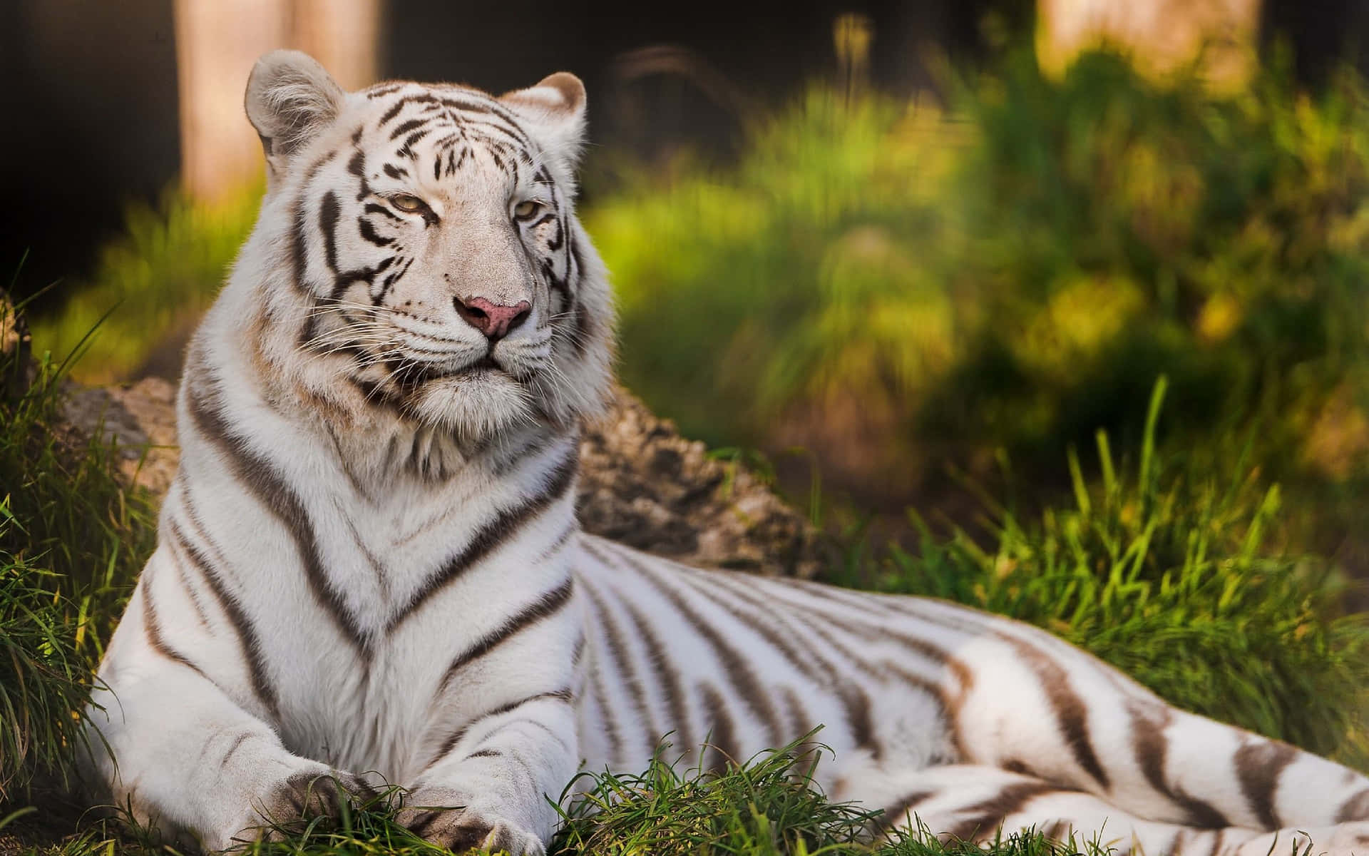 Majestic Tiger in Natural Habitat