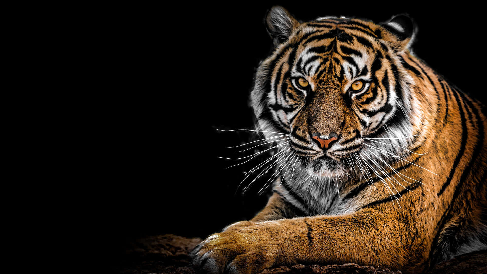 Tiger3840 X 2160 Hintergrund