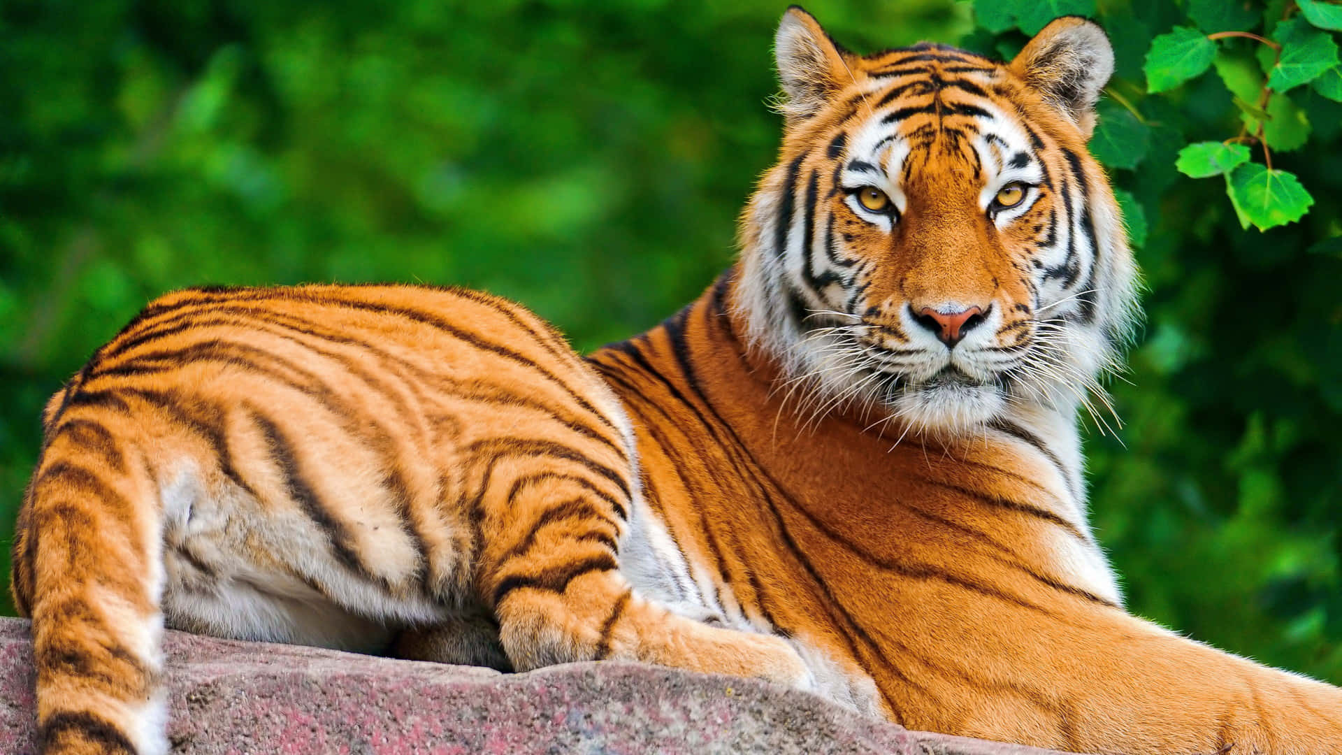 Majestic Tiger in Its Natural Habitat