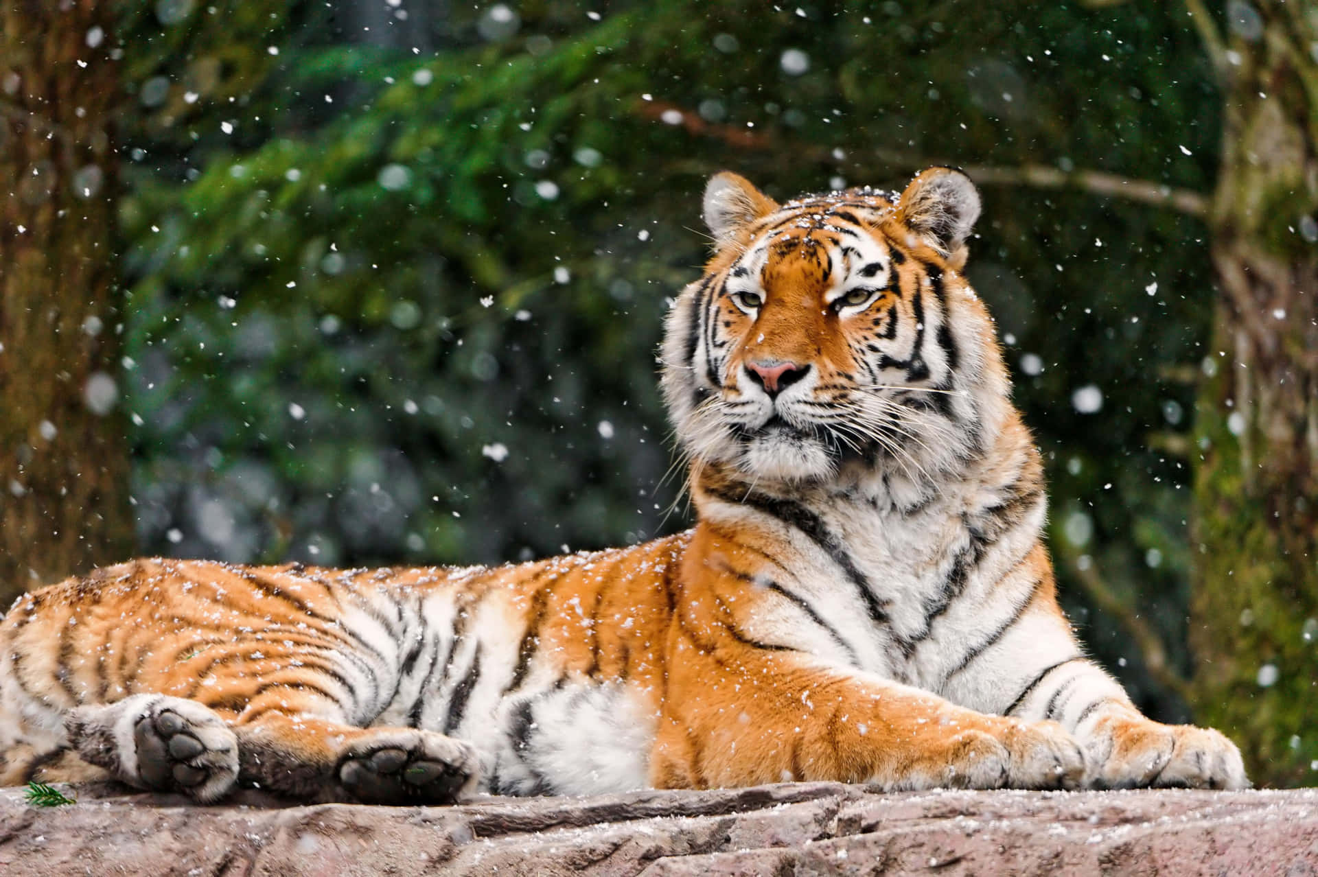 Majestic tiger in its natural habitat