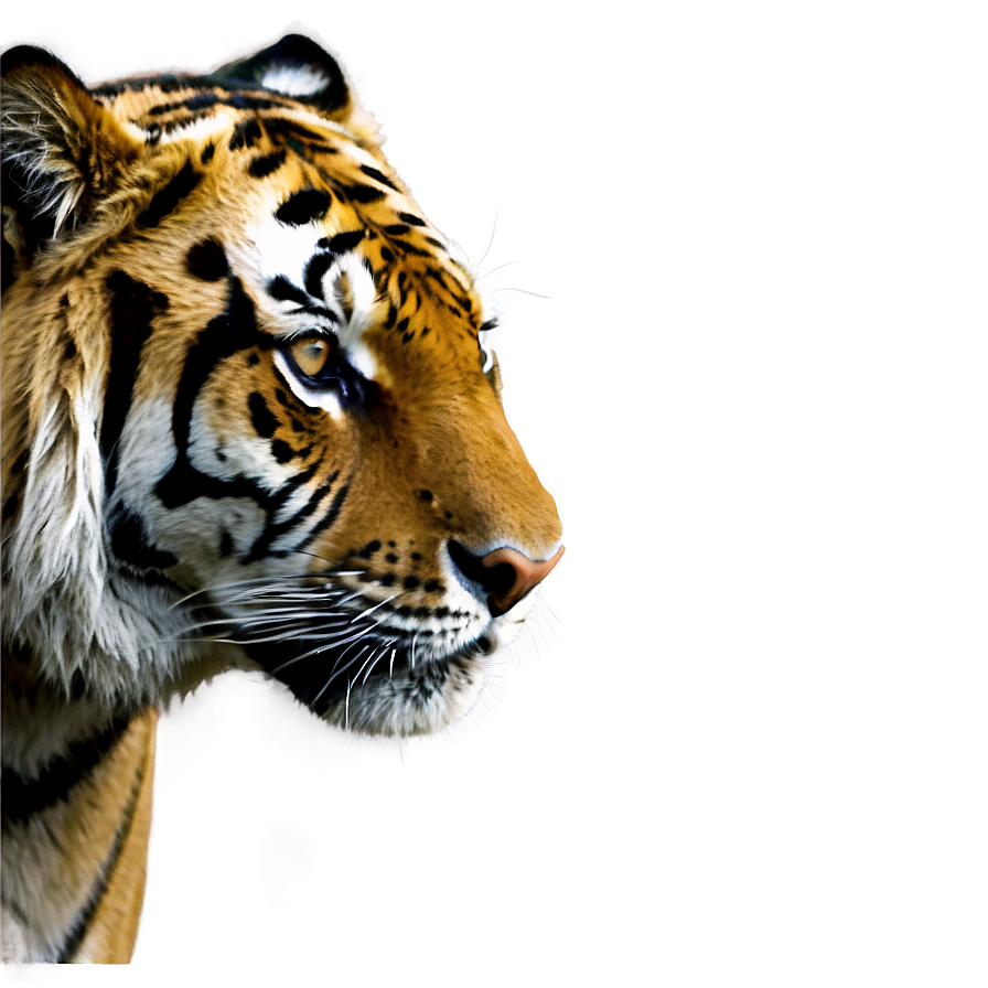 Tiger A PNG