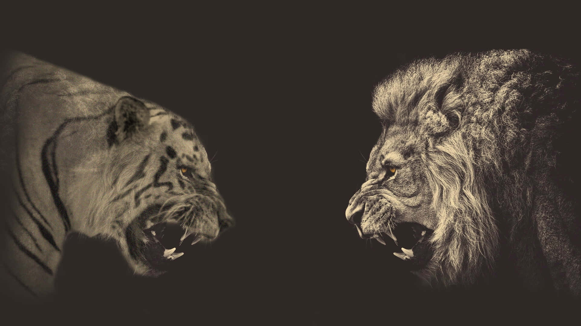 Tiger And Lion Face Art Wallpaper