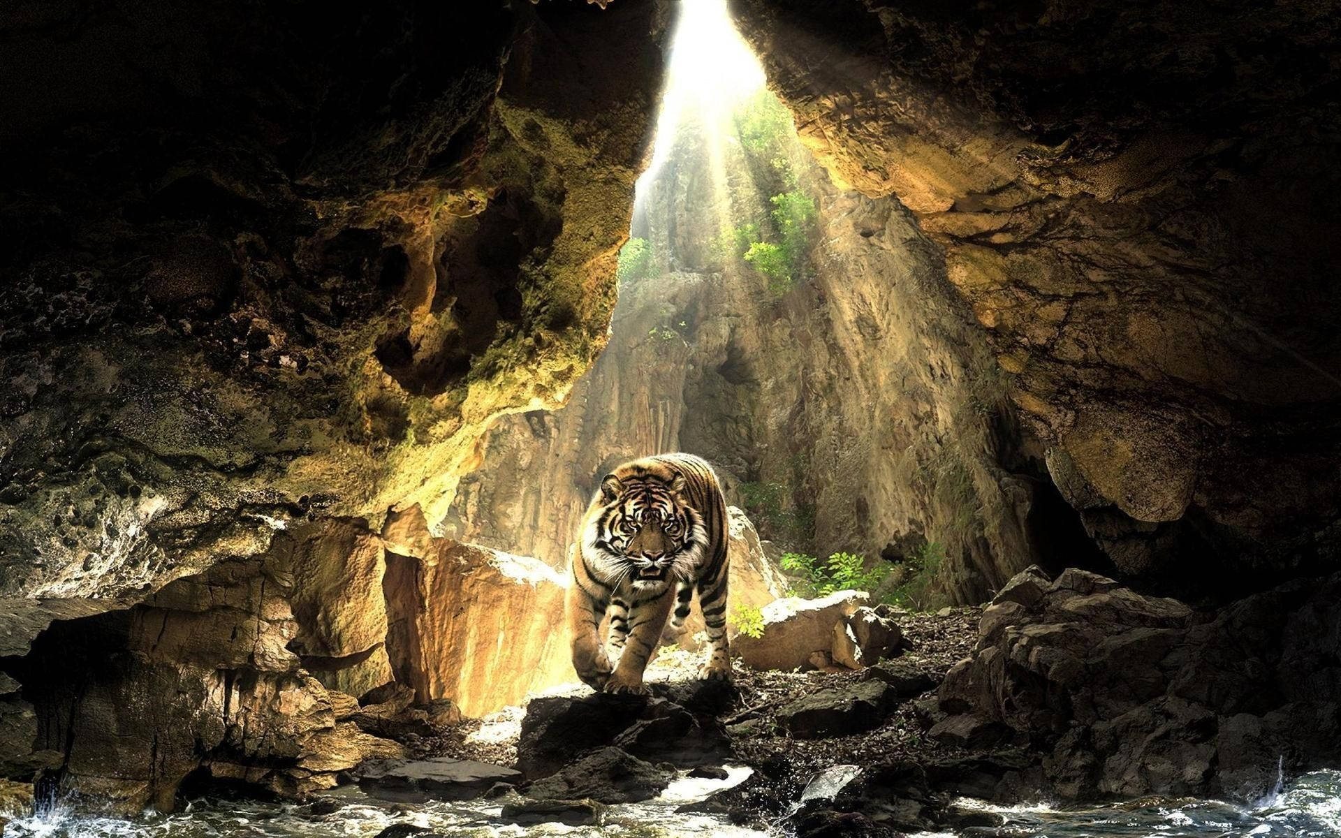 Tiger Animal Cave