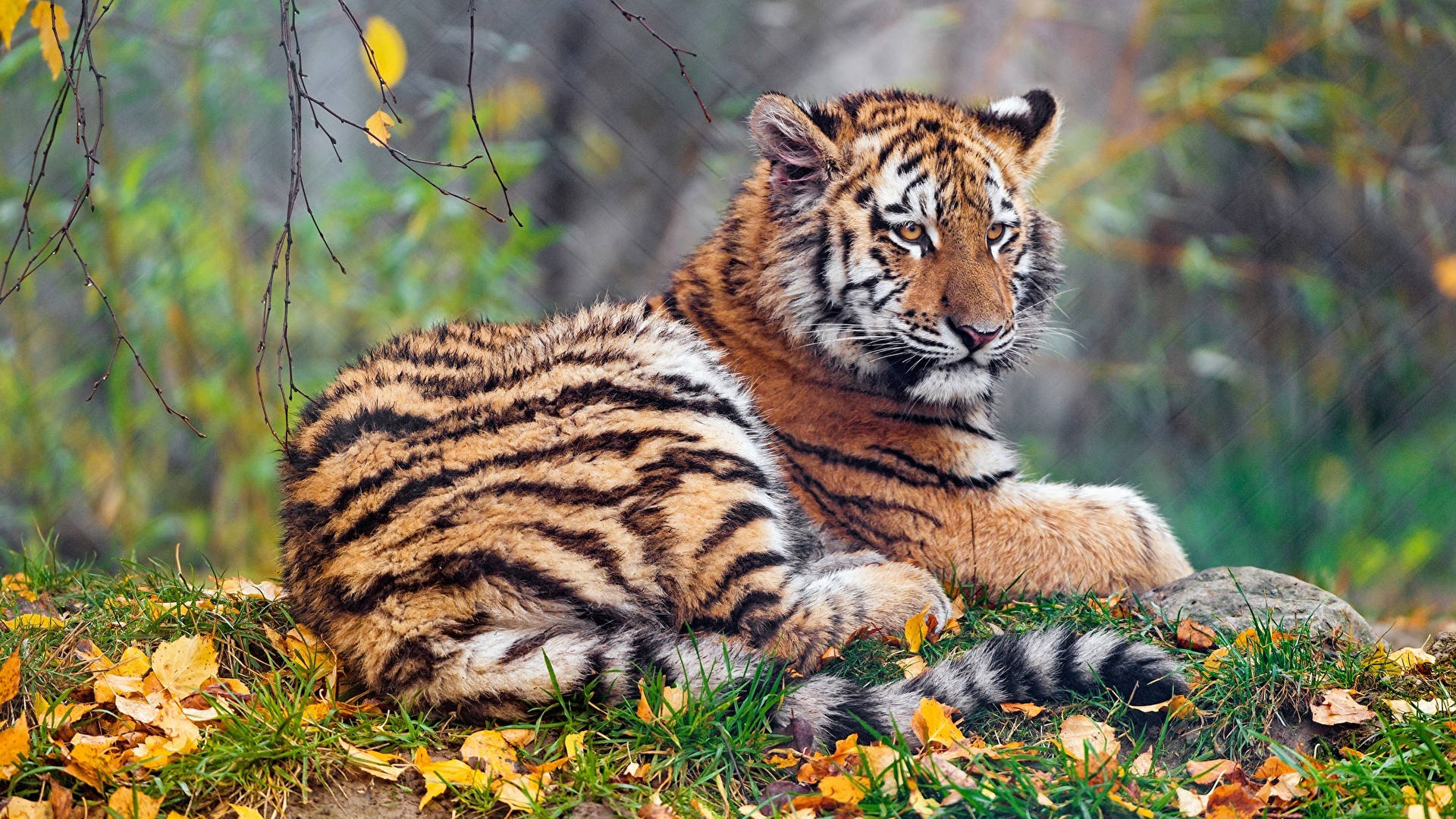 Tiger Animal Resting On Grassland Wallpaper