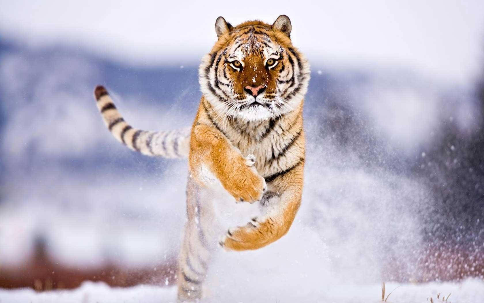 Tiger Animal Running In Snow