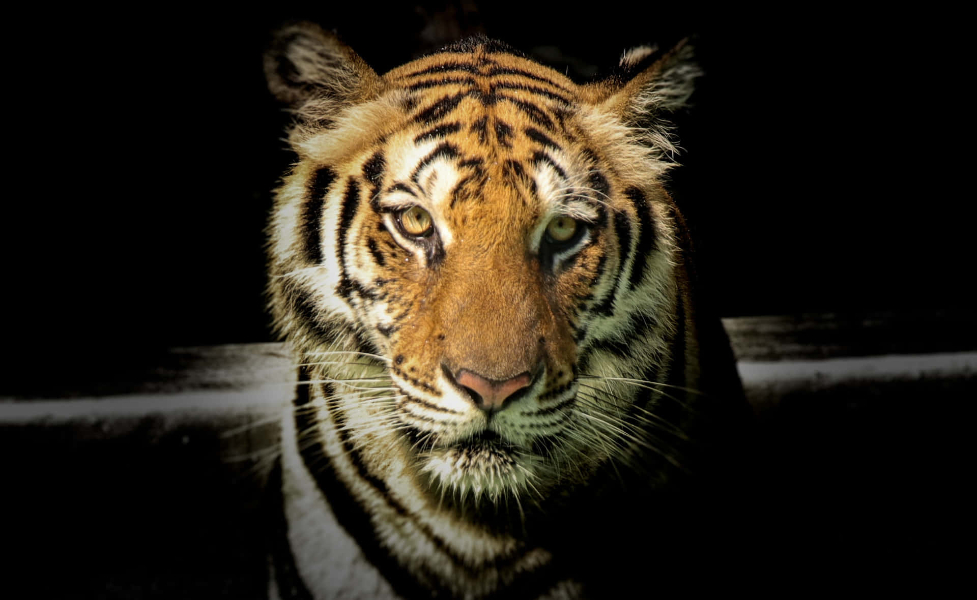 Tigeransiktsbilder