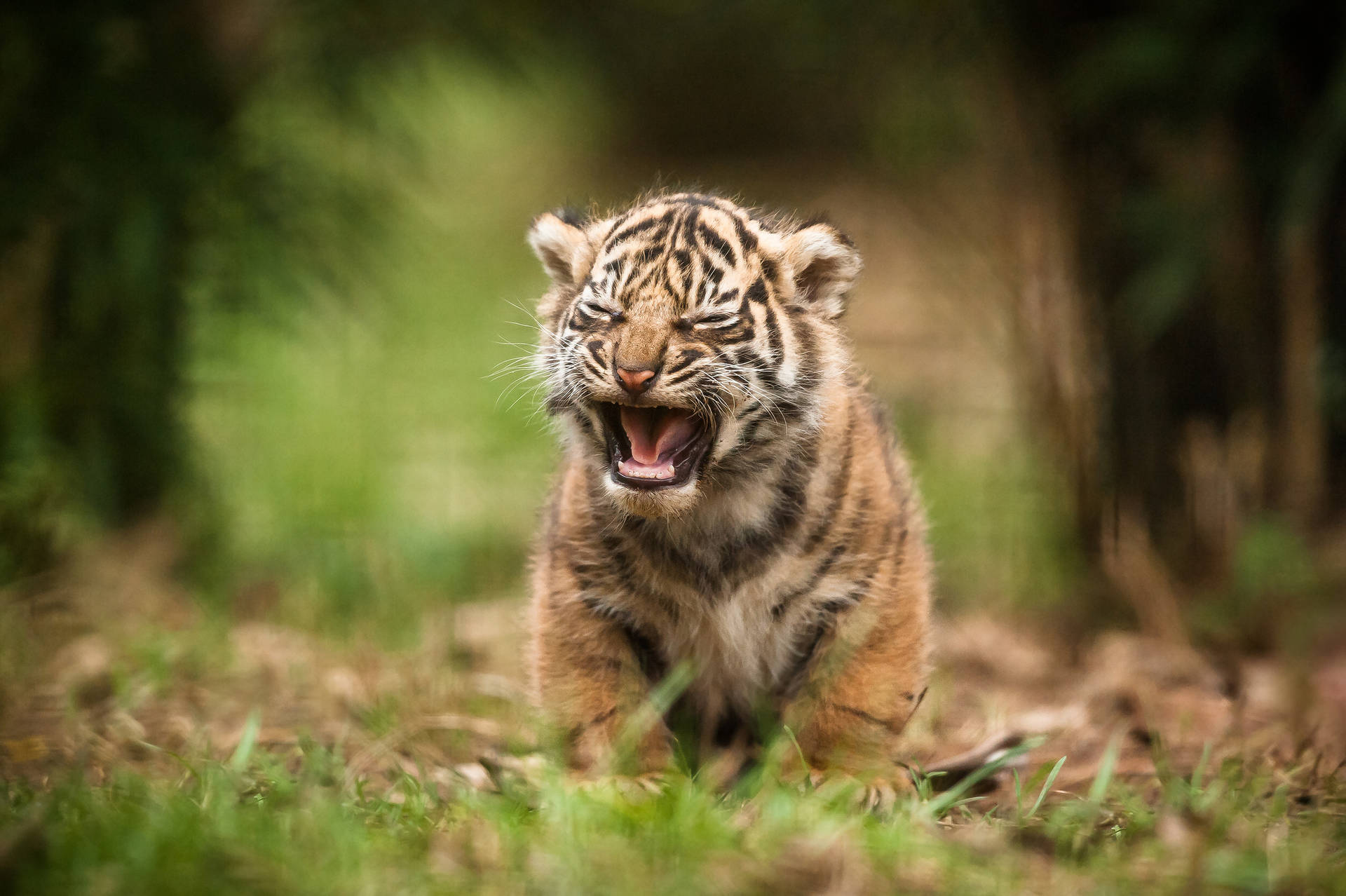 A tiger cub cries in the arms of its mother Wallpaper