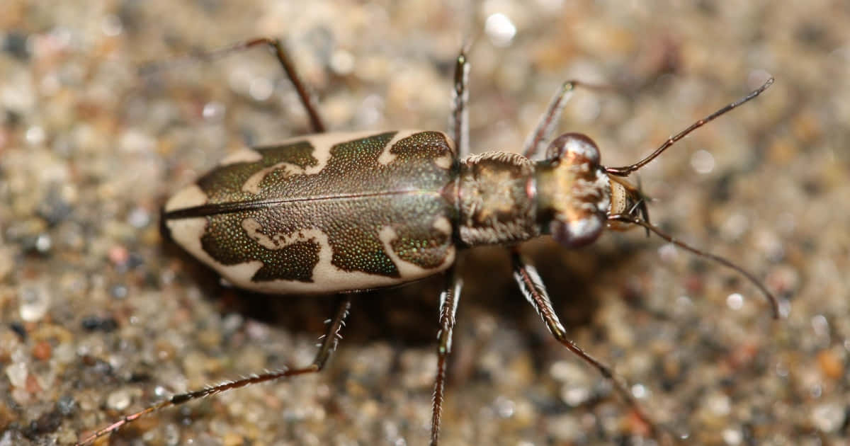 Tiger Beetle Camouflage Wallpaper
