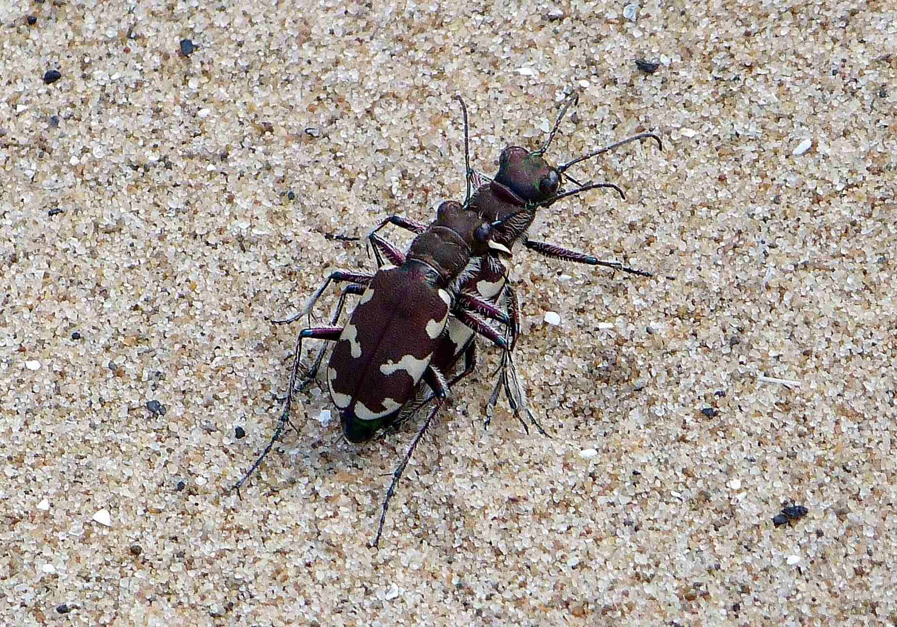 Tiger Beetles Matingon Sand Wallpaper