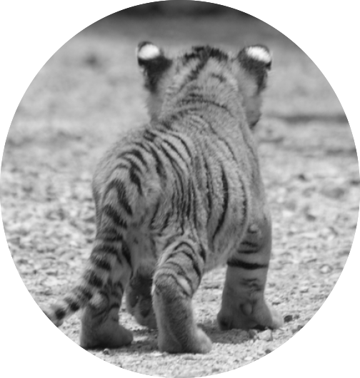 Tiger Cub Walking Away PNG