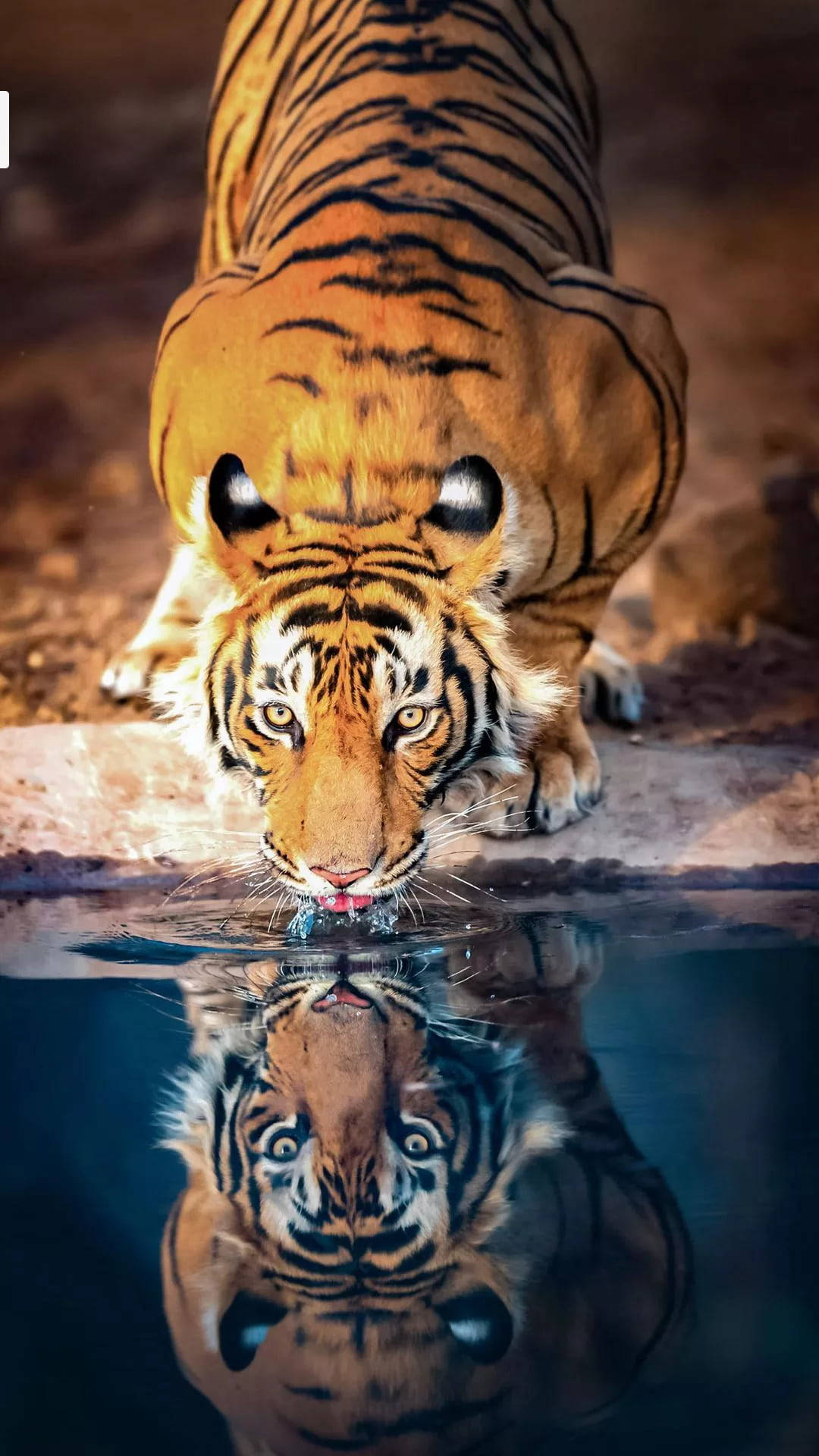 Download Tiger Drinking Water From Pond Wallpaper 