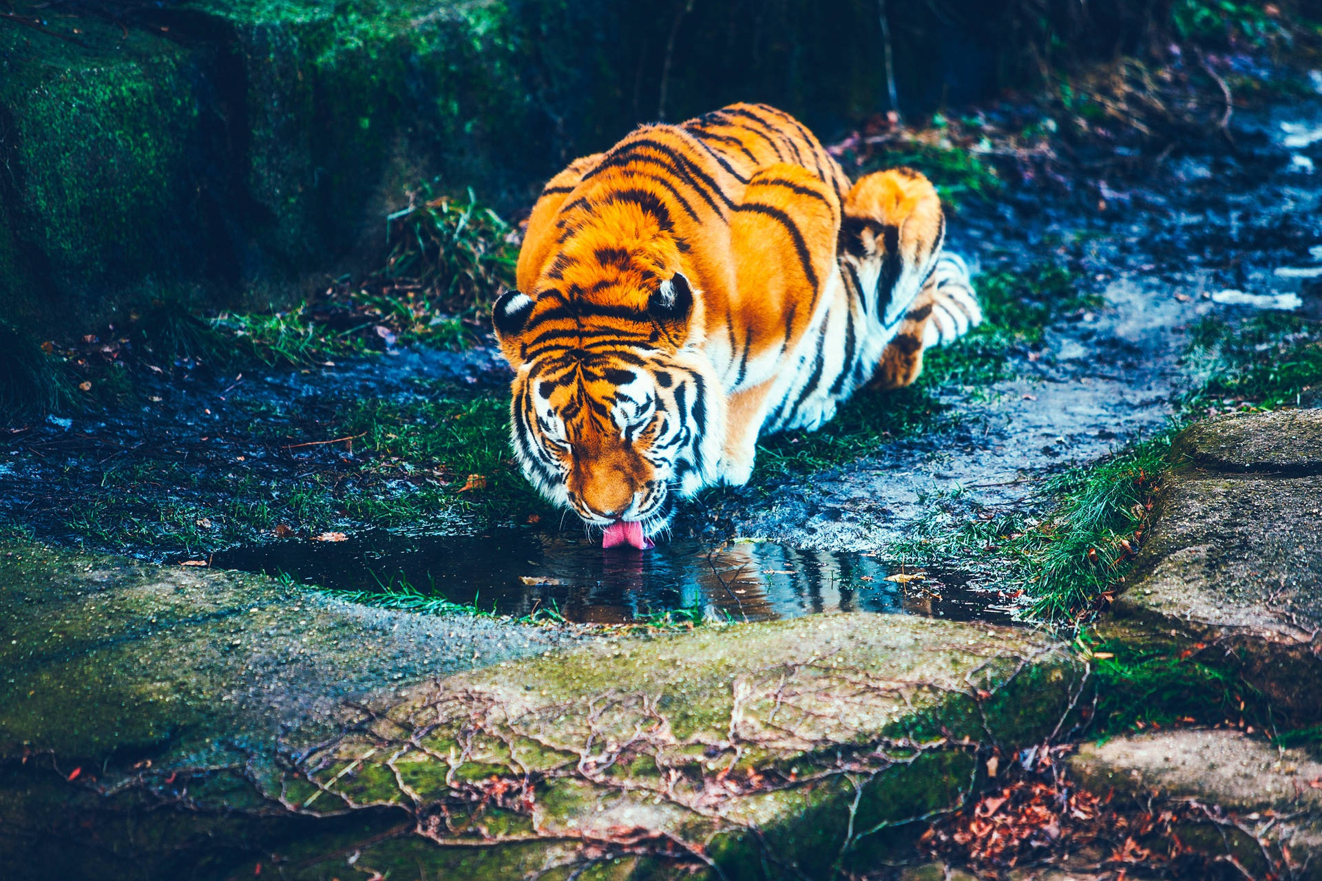 A tiger drinking fresh water in its natural habitat Wallpaper