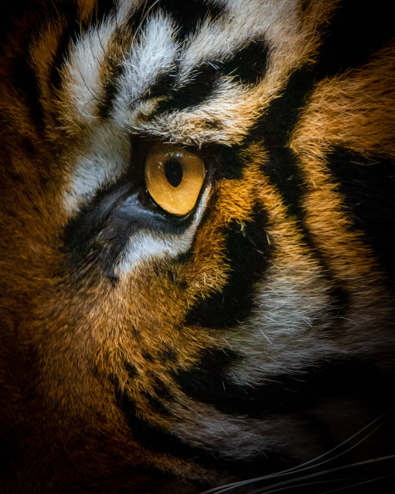 The piercing gaze of a wild tiger. Wallpaper