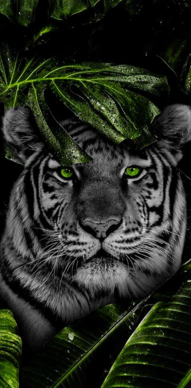 Tiger Face Behind The Leaf Background