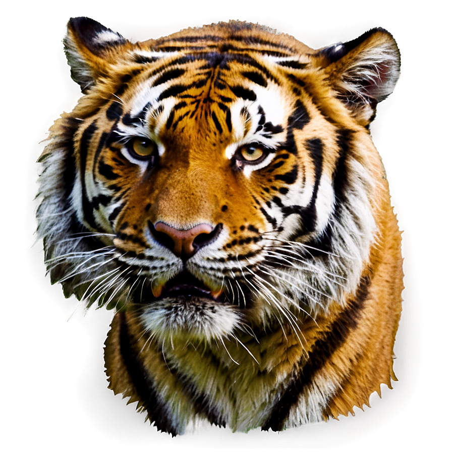 Tiger Face C PNG