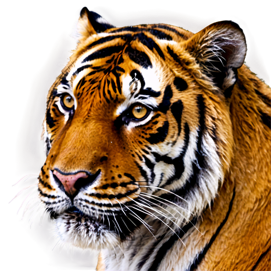 Tiger Face Close-up Png 22 PNG