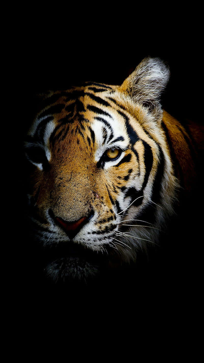 Tiger Face Hiding In The Dark Background