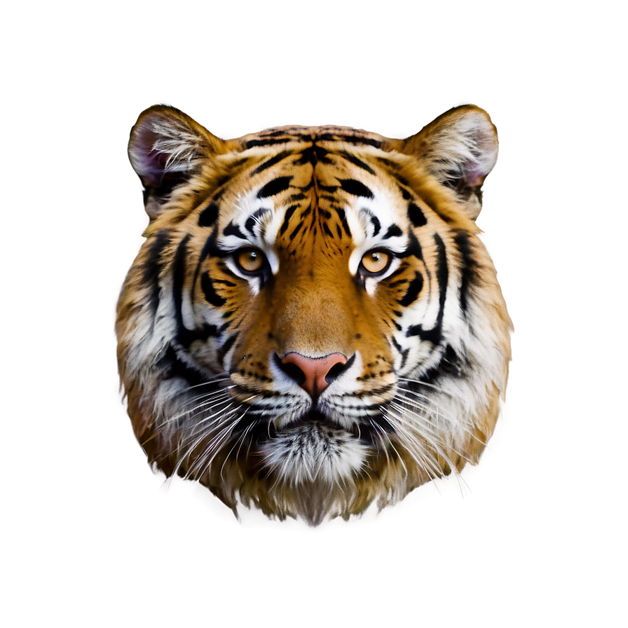 Tiger Face In Shadows Png 06252024 PNG