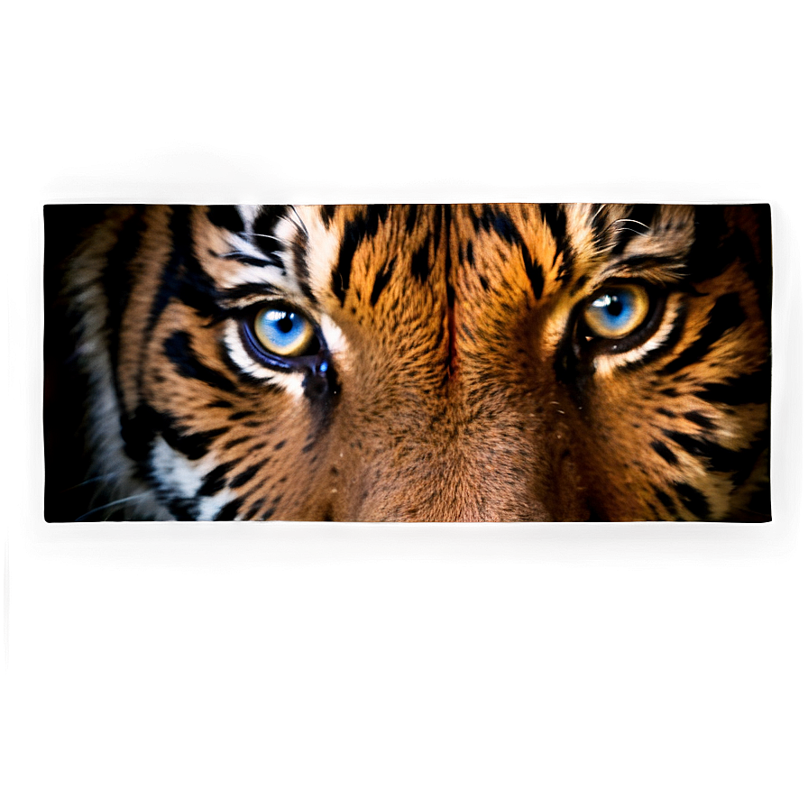 Tiger Face On Dark Background Png 06252024 PNG
