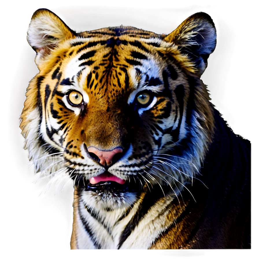 Tiger Face On Dark Background Png 06252024 PNG