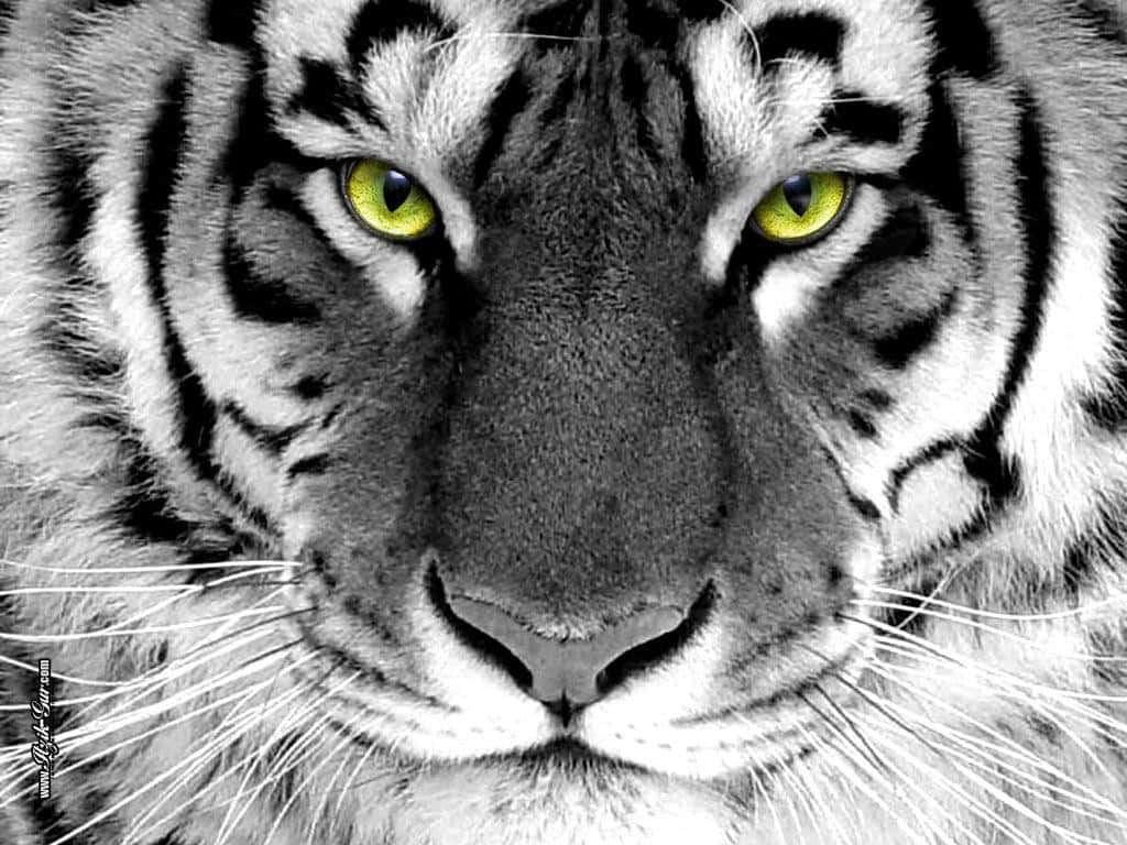Tiger Wallpaper Images - Free Download on Freepik
