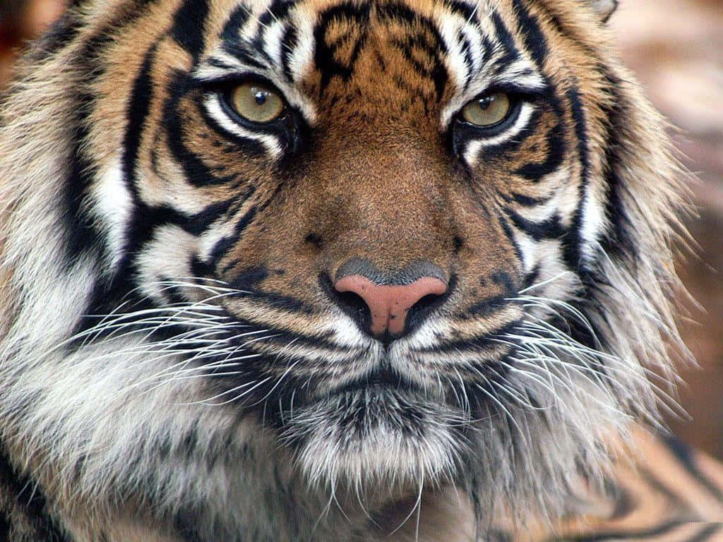 hd tiger face