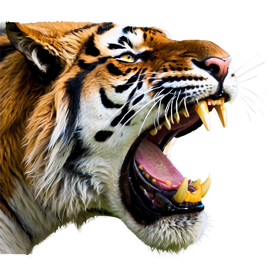 Tiger Face Roar Png 05042024 PNG