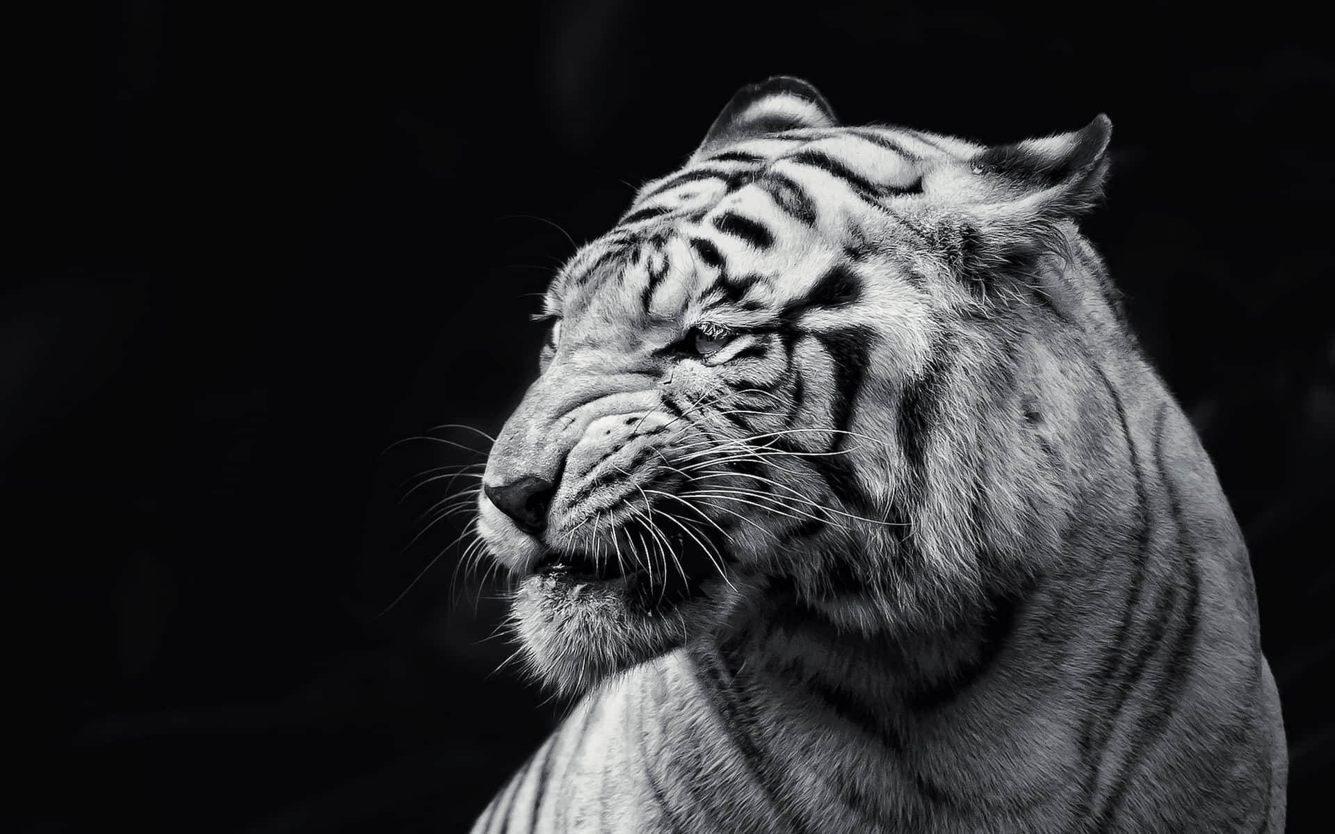 Tiger Face Side Profile Background
