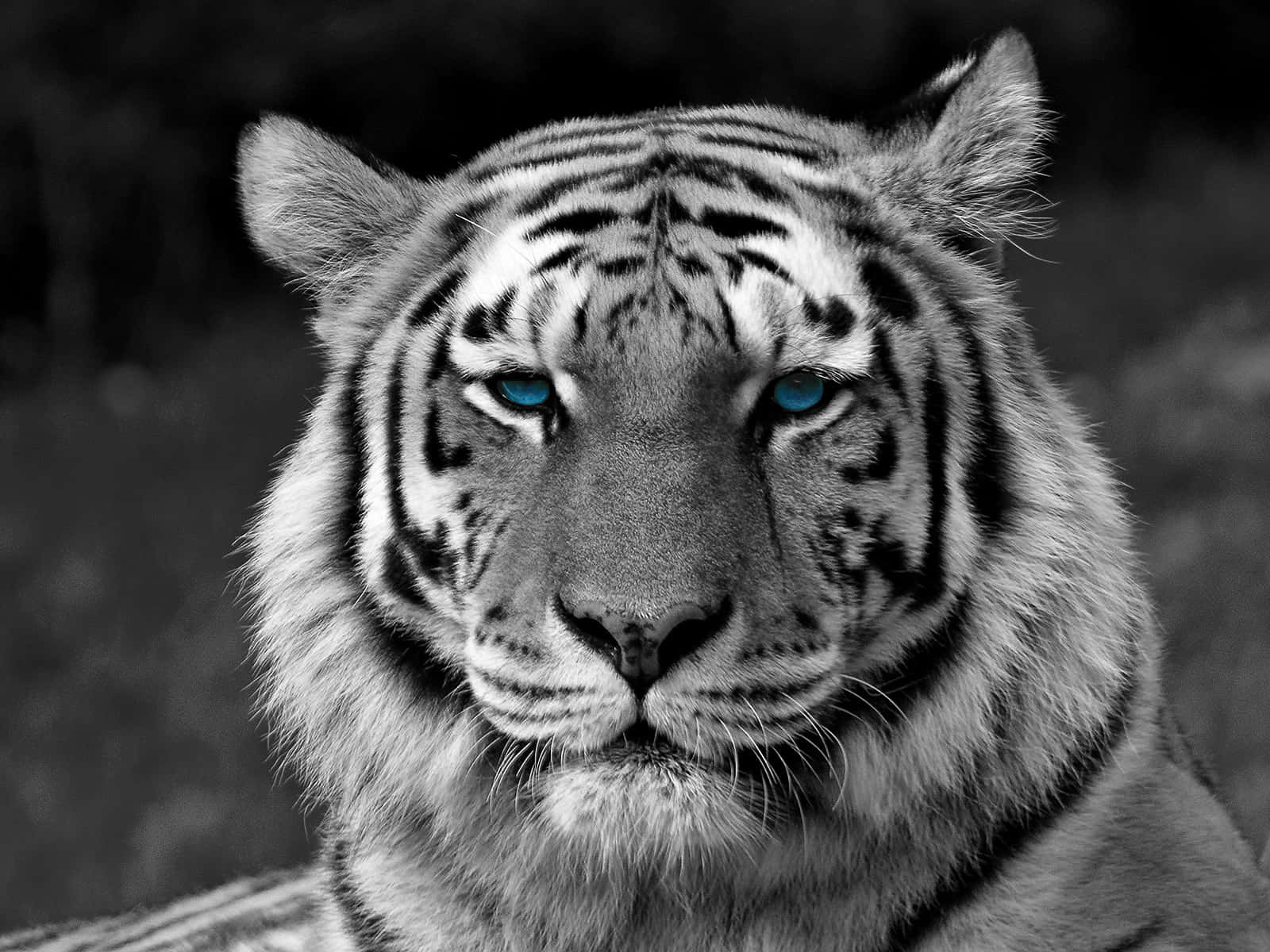 Tiger Face With Blue Eye Background