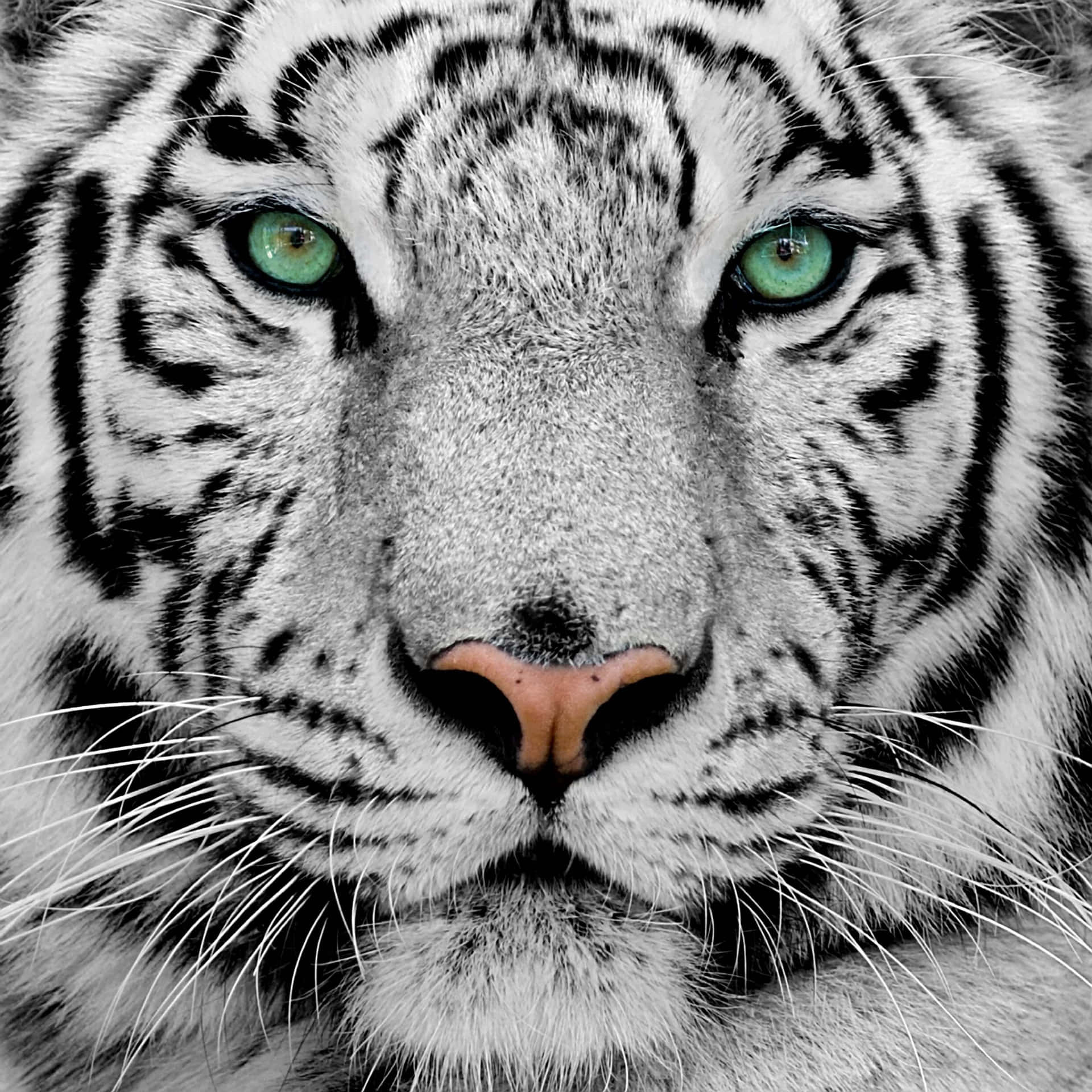 Tigergesicht Mit Blauem Auge Wallpaper