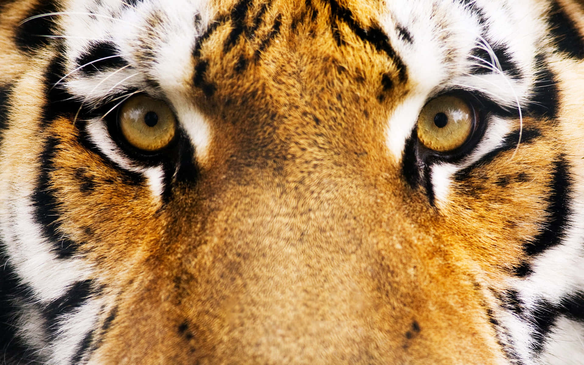 "Fierce Majesty: A Close-Up View of a Tiger's Face" Wallpaper