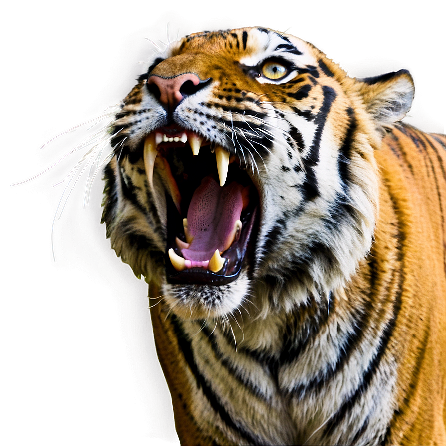 Tiger Face With Open Mouth Png 06252024 PNG